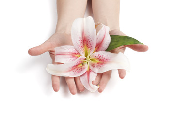 woman holding delicate pink lily in her hands