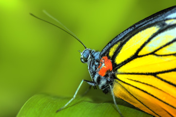 Fototapeta na wymiar Motyl spoczywa na zakładzie