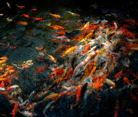 Obraz na płótnie Canvas Carp fish are chasing food