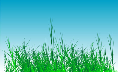 Fototapeta premium grass vector on sky background