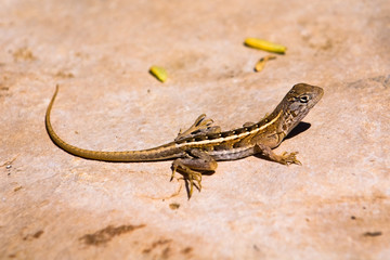 Three-eyed Lizard (Chalarodon madagascariensis)