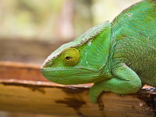 Parson's Chameleon (Chamaeleo parsonii)