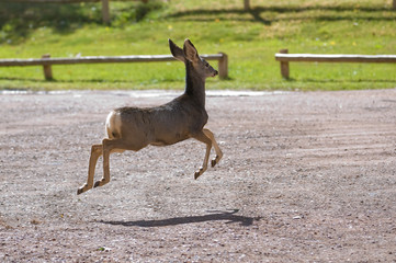 Jumping Mule Deer (Odocoileus hemionus)