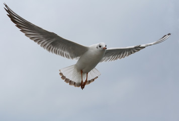 seagull