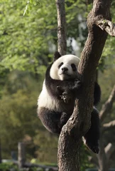 Crédence de cuisine en verre imprimé Panda Petit panda dormant sur un arbre.Version II