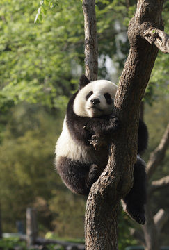 Fototapeta Panda cub sleeping on a tree.Version II