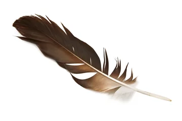Muurstickers feather © Ivan Kmit