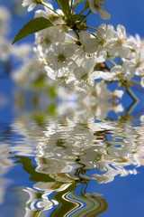 flowering cherry tree