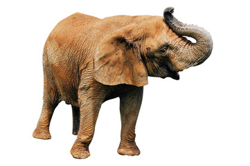 Obraz premium Elephant