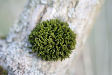 Lichen