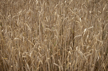 wheat field