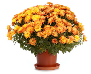 Chrysanthemums in flowerpot - obrazy, fototapety, plakaty