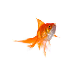 Fototapeta premium Goldfish. Isolation on white