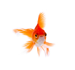 Goldfish. Isolation on white