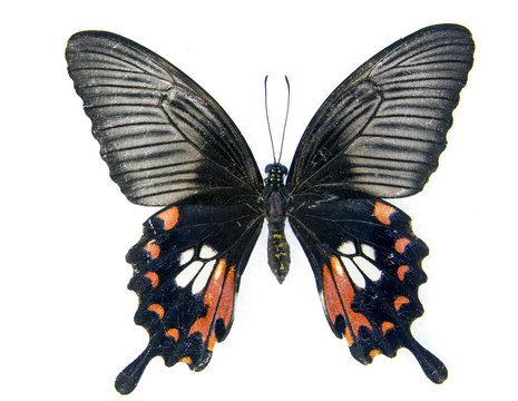 butterfly
