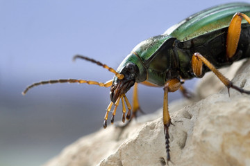 Carabus auratus