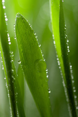 macro of wet grass