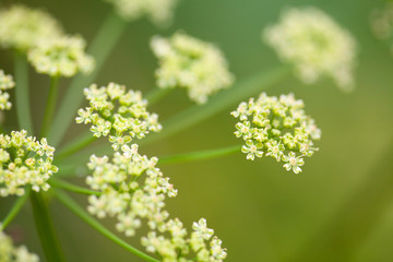 fennel flower in the field