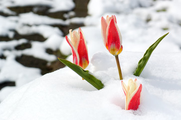 Spring is coming
