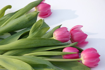 Tulpen