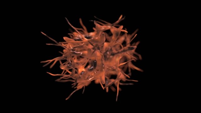 3d popel loop