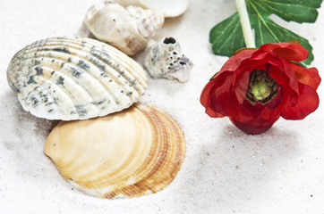 sea shells