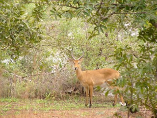 Antilope du parc Niokolo Koba