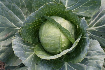 Fototapeta premium Green cabbage head