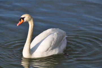 CYGNE