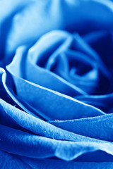 beautiul blue rose