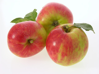 Gravensteiner-Åpfel/gravensteiner apples