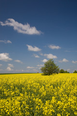Obraz premium Yellow rape field and lonely tree