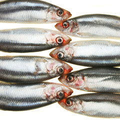 Group of sprats head to head