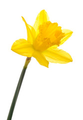 Daffodil Head