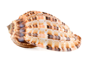 Sea shell