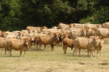 troupea de vache aubrac