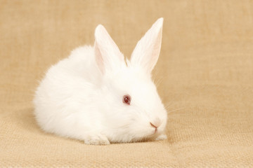 little albino rabbit