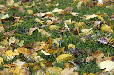 Laub. Herbst
