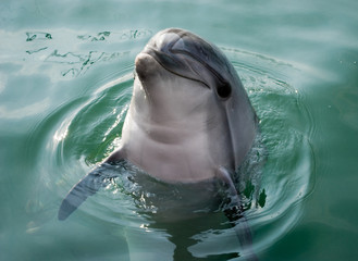 Dolphin