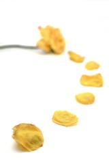 Yellow Rose and Petal Trail