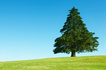 Fototapeta na wymiar Lonely tree on green field