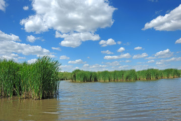 river cane over cloudy blue sky