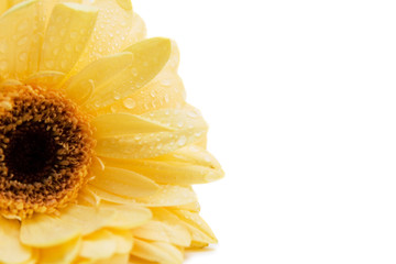 yellow gerbera isolated on white. valentine's day