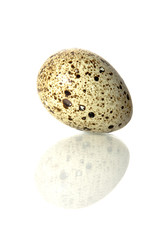 Quail egg isolated on white and egg reflection