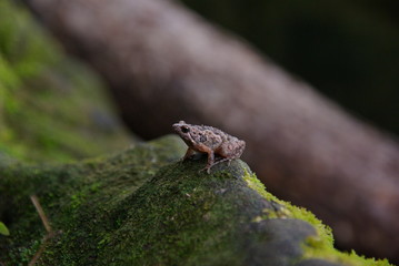 Grenouille au Cambodge