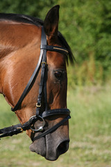 Fototapeta premium Pferd