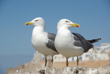 Obraz premium Mouettes d'Essaouira