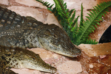 Obraz premium Nilean crocodiles