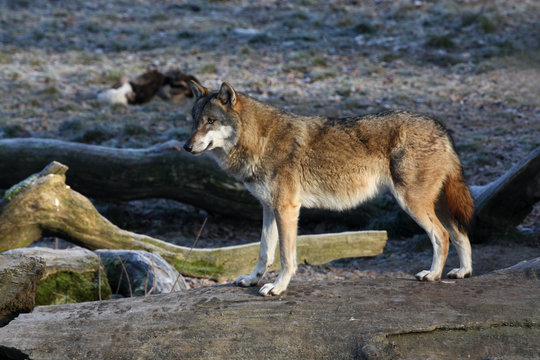 Eurasischer Wolf