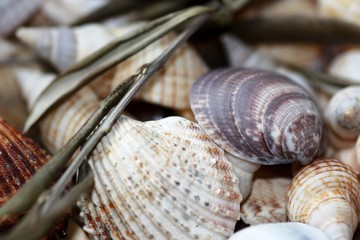 sea shells